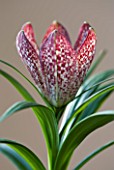 CLOSE UP IMAGE OF THE FLOWER OF FRITILLARIA SP. SINCA PINK SPECKLED