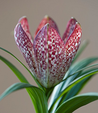 CLOSE_UP_IMAGE_OF_THE_FLOWER_OF_FRITILLARIA_SP_SINCA_PINK_SPECKLED