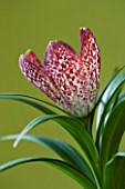 CLOSE UP IMAGE OF THE FLOWER OF FRITILLARIA SP. SINCA PINK SPECKLED