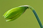 CLOSE UP IMAGE OF THE EMERGING BUD OF NARCISSUS RIP VAN WINKLE - BUTTERFLY DWARF NARCISSUS