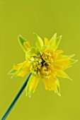 CLOSE UP IMAGE OF NARCISSUS RIP VAN WINKLE - BUTTERFLY DWARF NARCISSUS