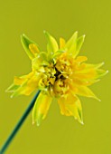 CLOSE UP IMAGE OF NARCISSUS RIP VAN WINKLE - BUTTERFLY DWARF NARCISSUS