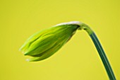 CLOSE UP IMAGE OF THE EMERGING BUD OF NARCISSUS RIP VAN WINKLE - BUTTERFLY DWARF NARCISSUS
