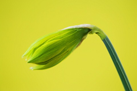 CLOSE_UP_IMAGE_OF_THE_EMERGING_BUD_OF_NARCISSUS_RIP_VAN_WINKLE__BUTTERFLY_DWARF_NARCISSUS
