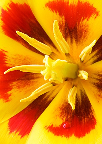 CLOSE_UP_OF_THE_RED_AND_YELLOW_CENTRE_OF_THE_TULIP_KAUFMANNIANA__STRESSA