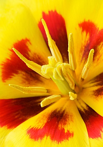 CLOSE_UP_OF_THE_RED_AND_YELLOW_CENTRE_OF_THE_TULIP_KAUFMANNIANA__STRESSA