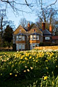 THE OLD RECTORY  HASELBECH  NORTHAMPTONSHIRE - DAFFODILS BESIDE THE LAWN WITH THE RECTORY IN THE BACKGROUND - EVENING LIGHT