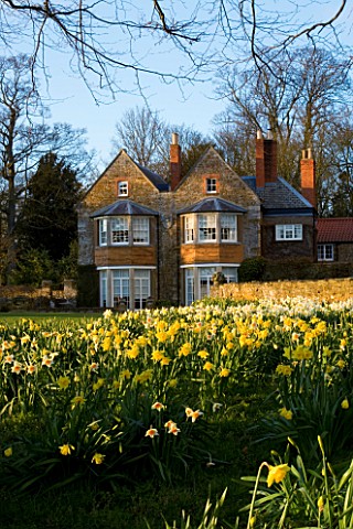 THE_OLD_RECTORY__HASELBECH__NORTHAMPTONSHIRE__DAFFODILS_BESIDE_THE_LAWN_WITH_THE_RECTORY_IN_THE_BACK