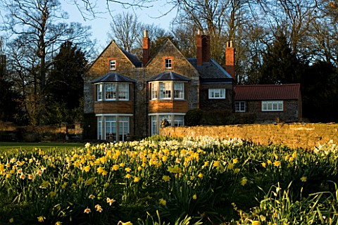 THE_OLD_RECTORY__HASELBECH__NORTHAMPTONSHIRE__DAFFODILS_BESIDE_THE_LAWN_WITH_THE_RECTORY_IN_THE_BACK