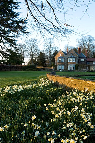 THE_OLD_RECTORY__HASELBECH__NORTHAMPTONSHIRE__VIEW_TOWARDS_THE_RECTORY_FROM_THE_LAWN_WITH_DAFFODILS_