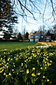 THE OLD RECTORY  HASELBECH  NORTHAMPTONSHIRE - VIEW TOWARDS THE RECTORY FROM THE LAWN WITH DAFFODILS (MOSTLY NARCISSUS SPRING DAWN) - EVENING LIGHT