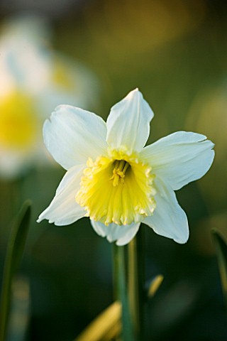 THE_OLD_RECTORY__HASELBECH__NORTHAMPTONSHIRE___NARCISSUS_SPRING_DAWN