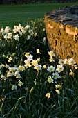 THE OLD RECTORY  HASELBECH  NORTHAMPTONSHIRE - THE LAWN AND STONE WALL WITH NARCISSUS SPRING DAWN - EVENING LIGHT
