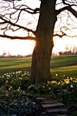 THE OLD RECTORY  HASELBECH  NORTHAMPTONSHIRE - VIEW OUT OF THE GARDEN ALONG A PATH WITH NARCISSUS (DAFFODILS) AND TREE IN THE EVENING