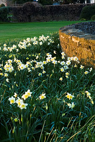 THE_OLD_RECTORY__HASELBECH__NORTHAMPTONSHIRE__VIEW_TOWARDS_THE_LAWN_AND_STONE_WALL_WITH__NARCISSUS_S