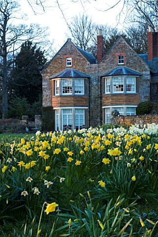 THE_OLD_RECTORY__HASELBECH__NORTHAMPTONSHIRE__VIEW_TOWARDS_THE_RECTORY_FROM_THE_LAWN_WITH_DAFFODILS_