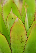 THE SUCCULENT LEAVES AND SPIKES OF AECHMEA PINELIANA