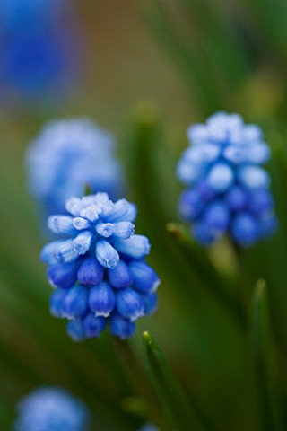 BLUE_FLOWERS_OF_BELLEVALIA_PYCNANTHA__MUSCARI_PARADOXUM