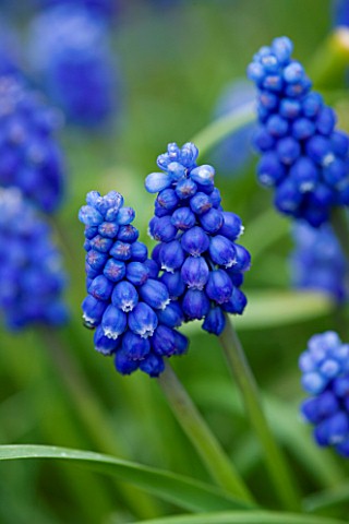 BLUE_FLOWERS_OF_MUSCARI_AZUREUM