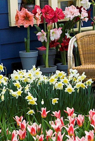 TULIPS__DAFFODILS_AND_AMARYLLIS_BESIDE_A_WICKER_CHAIR_SEAT_AT_THE_KEUKENHOF_GARDENS__HOLLAND