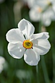 CLOSE UP IMAGE OF THE WHITE FLOWER OF A DAFFODIL - NARCISSUS ACTAEA. SCENTED. DEER PROOF