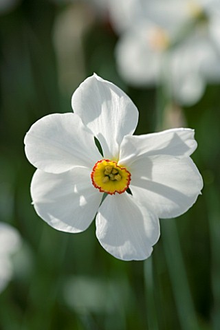 CLOSE_UP_IMAGE_OF_THE_WHITE_FLOWER_OF_A_DAFFODIL__NARCISSUS_ACTAEA_SCENTED_DEER_PROOF