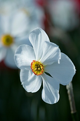 CLOSE_UP_IMAGE_OF_THE_WHITE_FLOWER_OF_A_DAFFODIL__NARCISSUS_ACTAEA_SCENTED_DEER_PROOF
