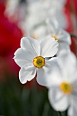 CLOSE UP IMAGE OF THE WHITE FLOWER OF A DAFFODIL - NARCISSUS ACTAEA. SCENTED. DEER PROOF