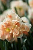 CLOSE UP IMAGE OF THE PINK FLOWER OF NARCISSUS APRICOT WHIRL
