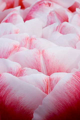 CLOSE_UP_IMAGE_OF_THE_FLOWER_OF_DOUBLE_LATE_TULIP_DRUMLINE