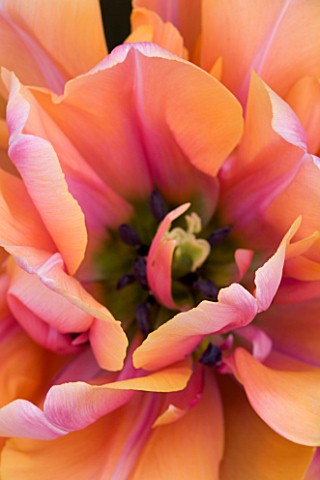 CLOSE_UP_IMAGE_OF_THE_FLOWER_OF_DOUBLE_LATE_TULIP_IMPRESSARIO