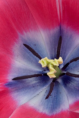 CLOSE_UP_IMAGE_OF_THE_FLOWER_OF_TULIP_YONINA