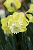 CLOSE UP IMAGE OF THE FLOWER OF NARCISSUS SNOW FRILLS