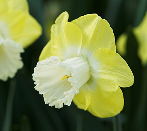 CLOSE_UP_IMAGE_OF_THE_FLOWER_OF_NARCISSUS_SNOW_FRILLS