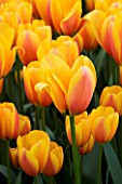 CLOSE UP IMAGE OF THE FLOWERS OF THE DARWIN HYBRID TULIP WORLD PEACE