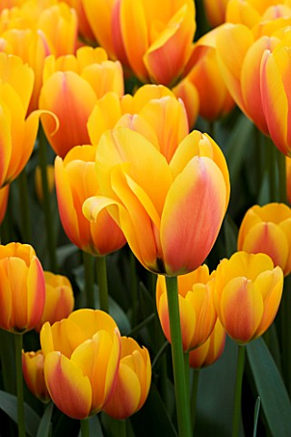 CLOSE_UP_IMAGE_OF_THE_FLOWERS_OF_THE_DARWIN_HYBRID_TULIP_WORLD_PEACE