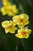 CLOSE UP IMAGE OF THE FLOWERS OF NARCISSUS MARTINETTE