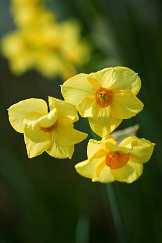 CLOSE_UP_IMAGE_OF_THE_FLOWERS_OF_NARCISSUS_MARTINETTE
