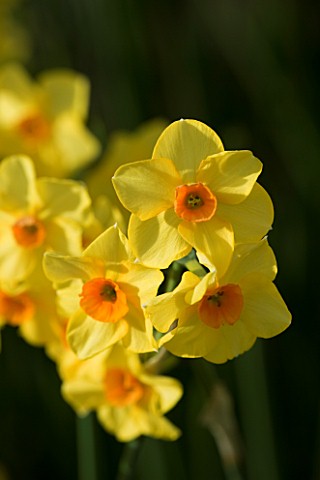 CLOSE_UP_IMAGE_OF_THE_FLOWERS_OF_NARCISSUS_MARTINETTE
