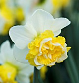 NARCISSUS WAVE