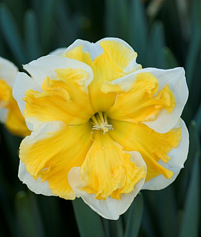 NARCISSUS_WAVE