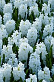 FLOWERS OF WHITE HYACINTH CARNEGIE