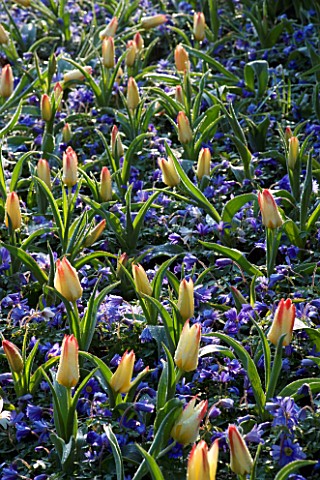 KEUKENHOF_GARDENS__HOLLAND_PLANTING_COMBINATION_IN_SPRING_WITH_GREIGII_TULIP_ADDIS_AND_ANEMONE_BLAND
