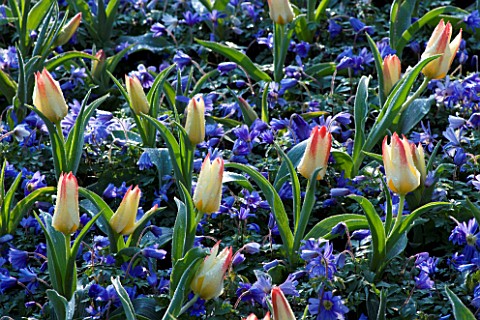 KEUKENHOF_GARDENS__HOLLAND_PLANTING_COMBINATION_IN_SPRING_WITH_GREIGII_TULIP_ADDIS_AND_ANEMONE_BLAND