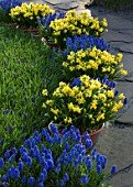 KEUKENHOF GARDENS  HOLLAND: CONTAINERS IN SPRING PLANTED WITH MUSCARI ARMENIACUM AND NARCISSUS TETE - A - TETE