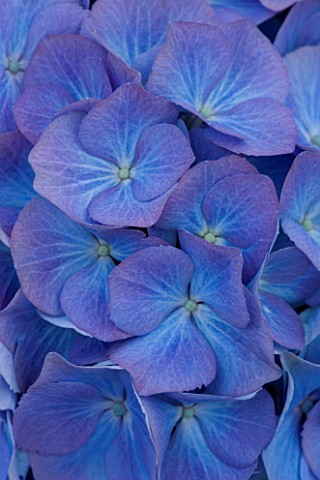 BEAUTIFUL_BLUE_FLOWERS_OF_HYDRANGEA_MACROPHYLLA_RENATE_STEINGER