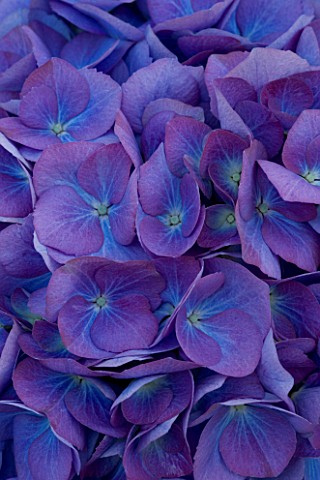 BEAUTIFUL_BLUE_FLOWERS_OF_HYDRANGEA_MACROPHYLLA_RENATE_STEINGER