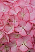 BEAUTIFUL PINK FLOWERS OF HYDRANGEA MACROPHYLLA ELINE