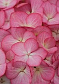 BEAUTIFUL PINK FLOWERS OF HYDRANGEA MACROPHYLLA ELINE