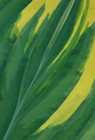 CLOSE_UP_OF_LEAF_OF_HOSTA_CLIFFORDS_FOREST_FIRE